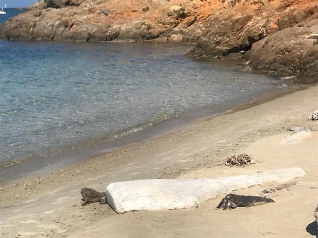 Ma Cabane De Pecheur Pieds Dans L'Eau - Lit Queen Size Saint-Mandrier-sur-Mer Bagian luar foto